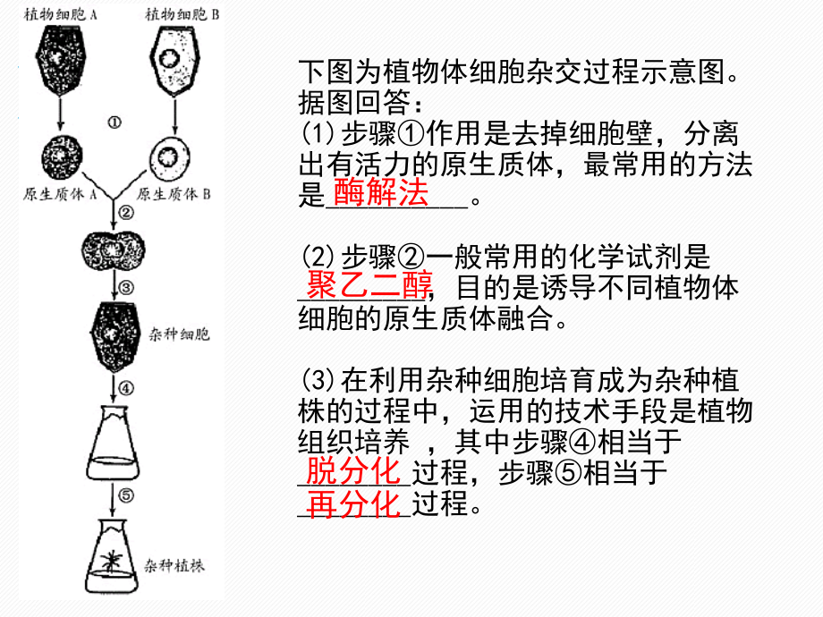 动物细胞融合.pptx_第1页