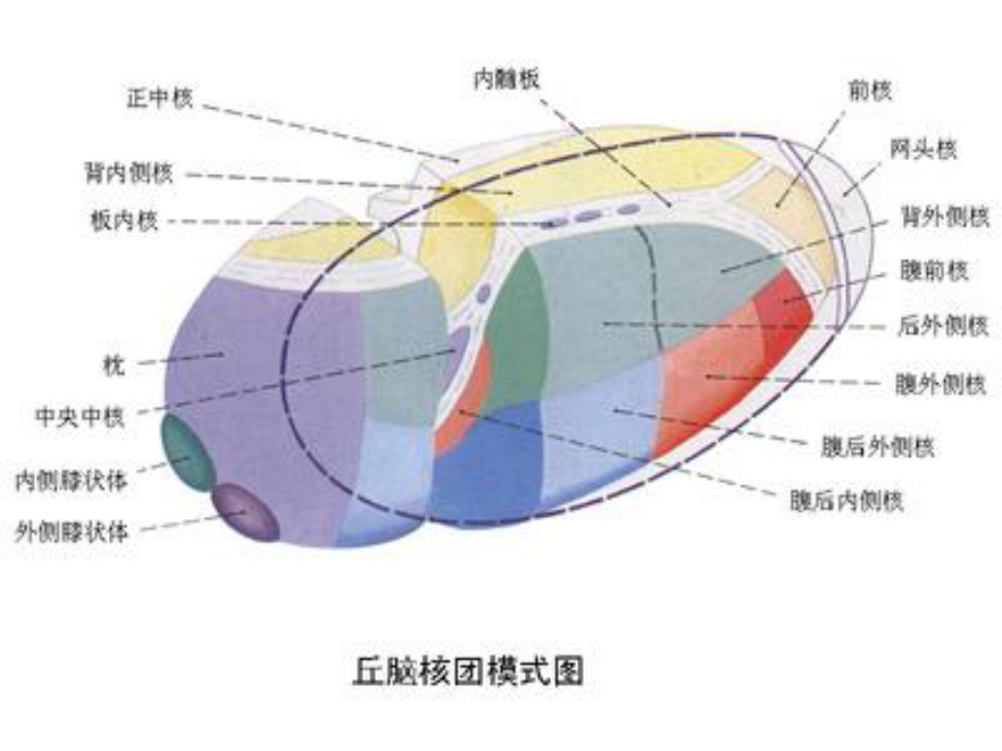 丘脑供血动脉及丘脑梗死.ppt_第2页