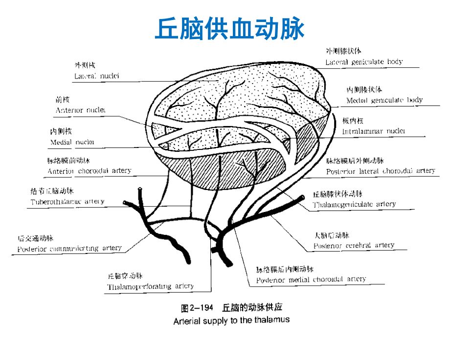 丘脑供血动脉及丘脑梗死.ppt_第3页