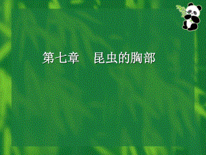 7昆虫的胸部全解.ppt