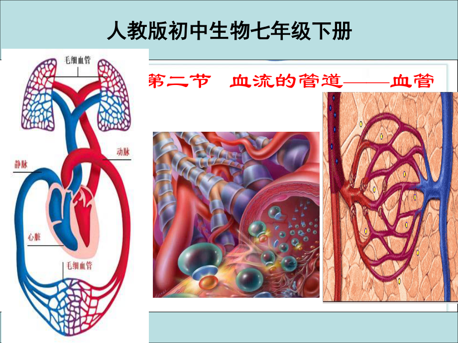 《血流的管道—血管》.ppt_第1页