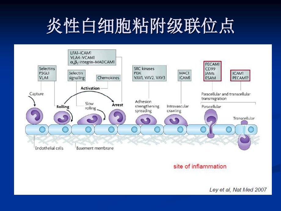 中性粒细胞：免疫.ppt_第2页