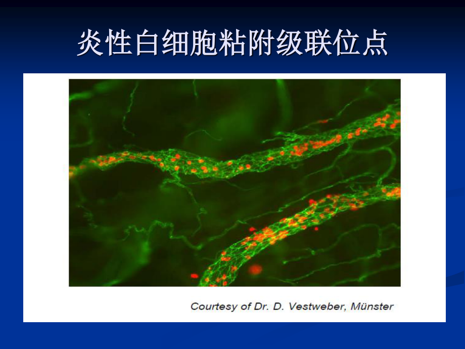 中性粒细胞：免疫.ppt_第3页