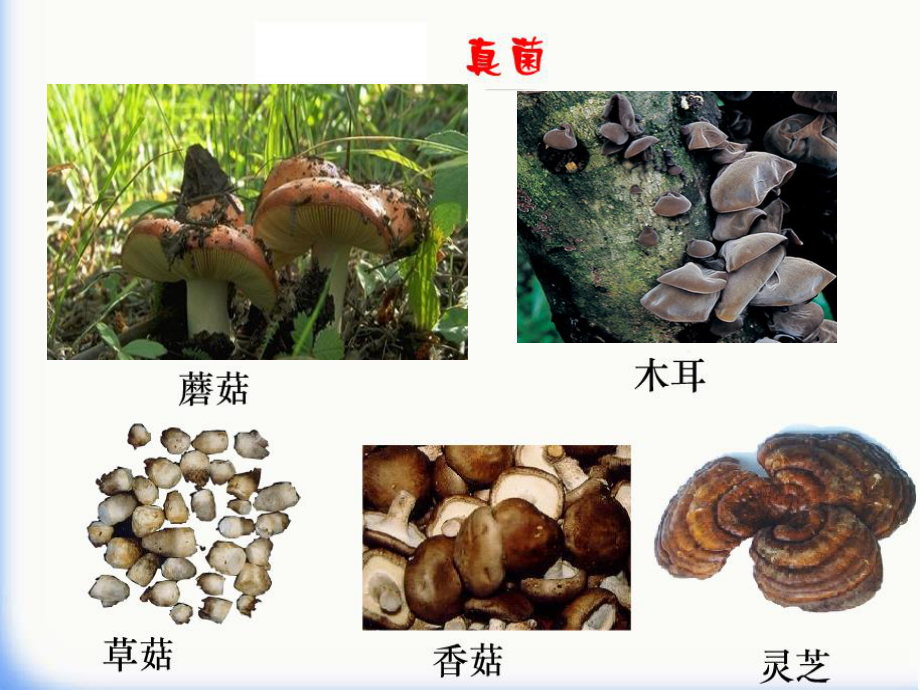 4.1-细菌和真菌的分布.ppt_第3页