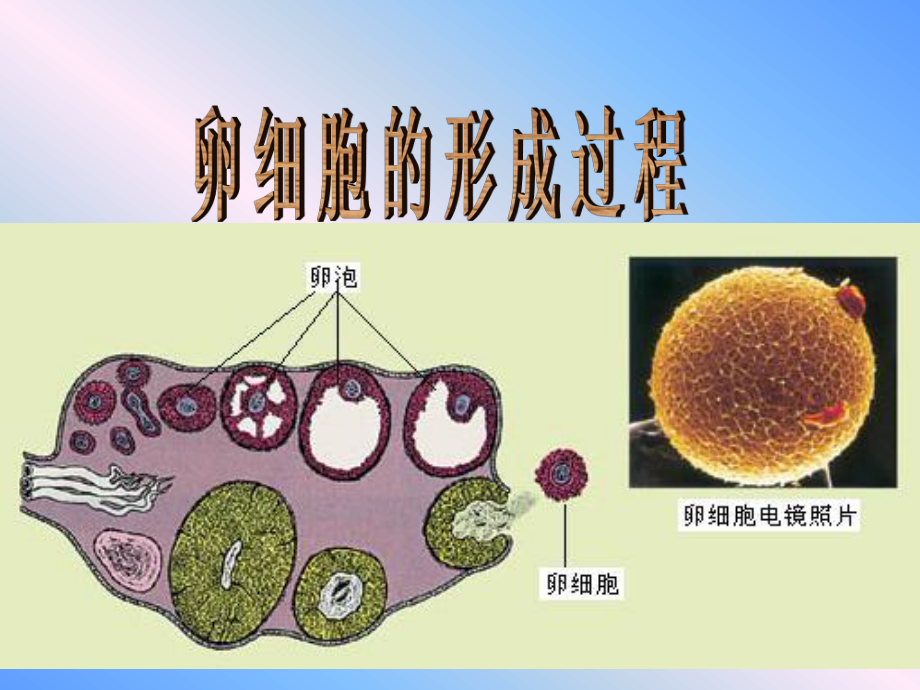 卵细胞的形成及受精作用.ppt_第1页