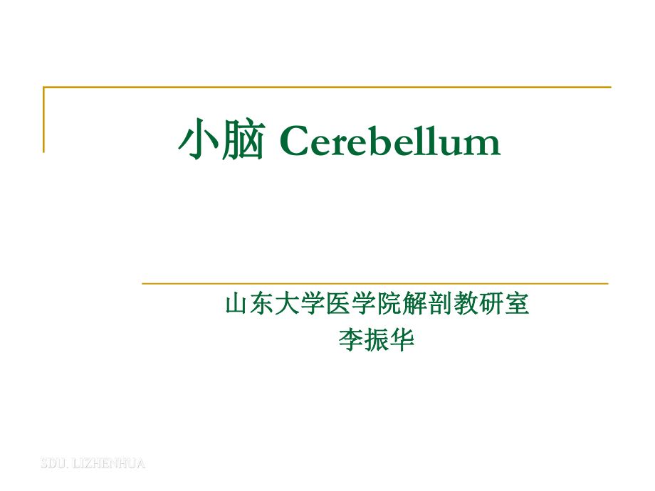 7-小脑-cerebellum汇总.ppt_第1页