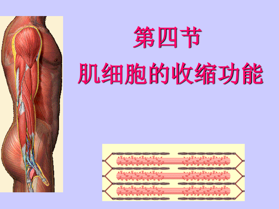 二章3肌细胞的收缩功能.ppt_第1页