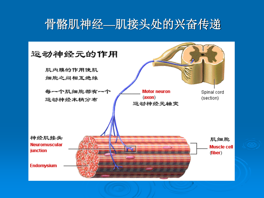 二章3肌细胞的收缩功能.ppt_第3页