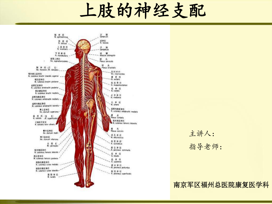 上肢神经的支配.ppt_第1页