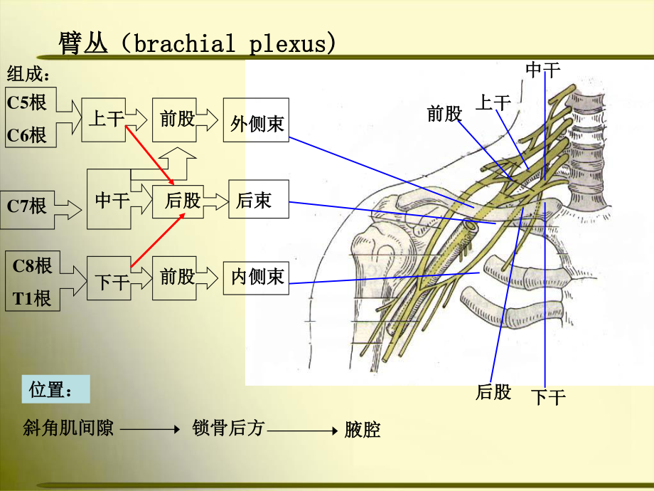 上肢神经的支配.ppt_第2页