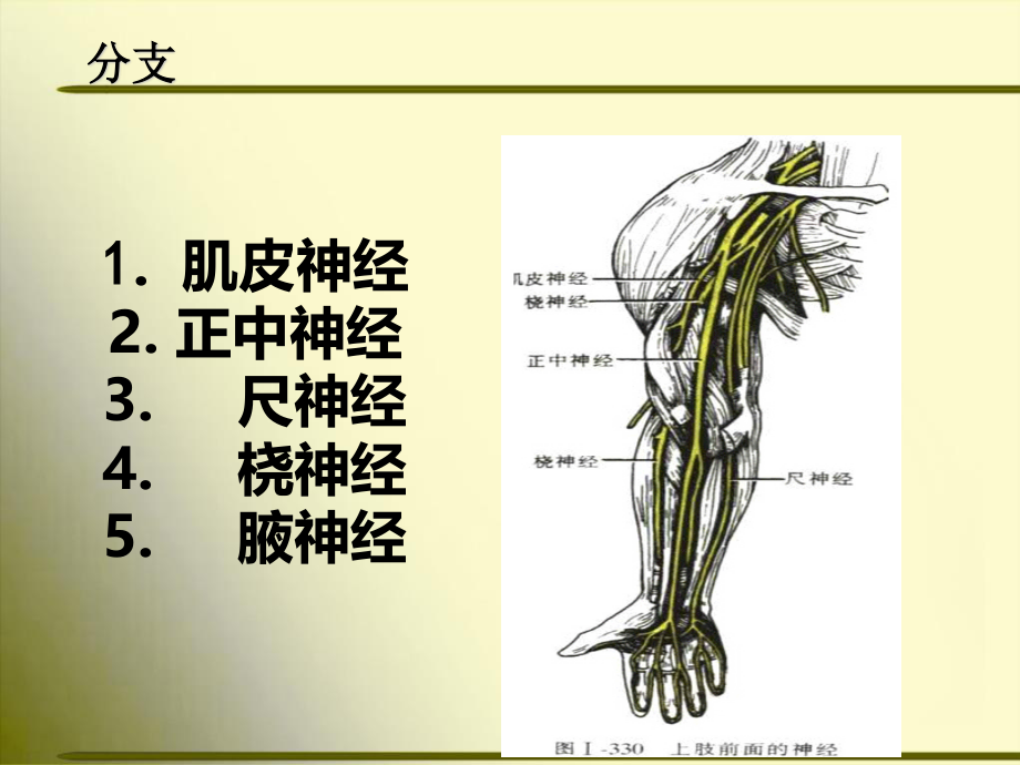 上肢神经的支配.ppt_第3页