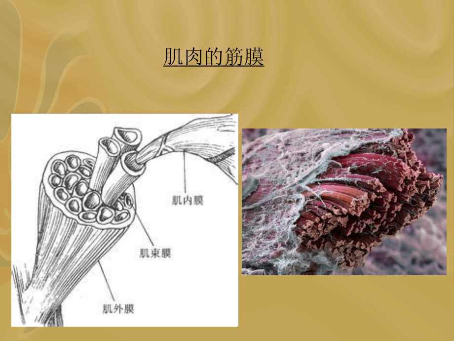 5.项背部疼痛及手法.ppt_第3页