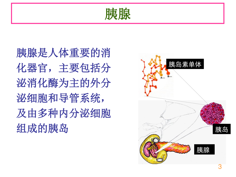 5功能食品-辅助降血糖.ppt_第3页