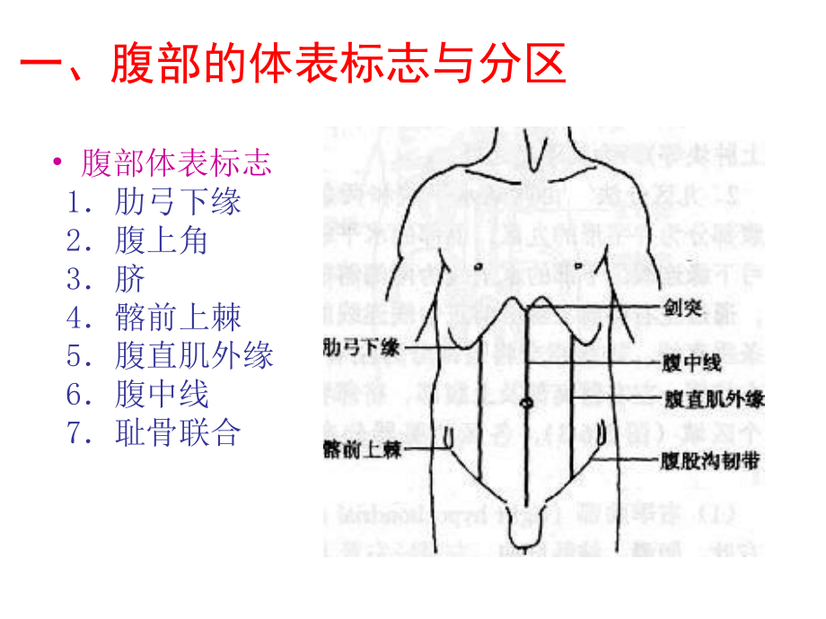 健康评估-腹部评估.ppt_第3页