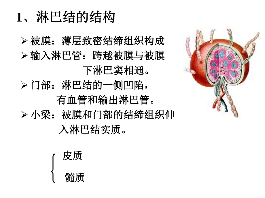 二、淋巴结的结构.ppt_第1页