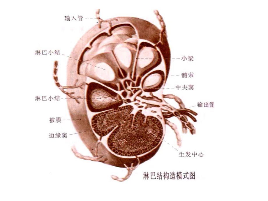 二、淋巴结的结构.ppt_第2页