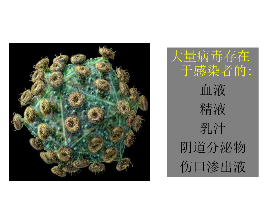 HIV的传染和致病.ppt_第3页