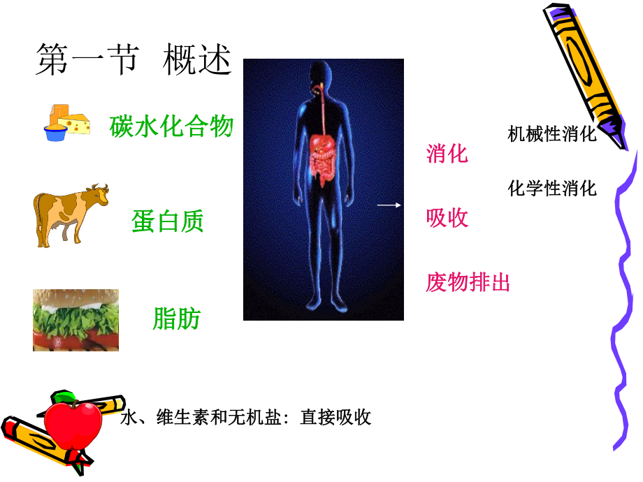 6.消化与吸收概述.ppt_第2页