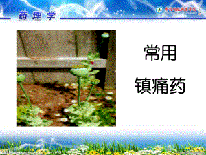 5-3-常用镇痛药.ppt