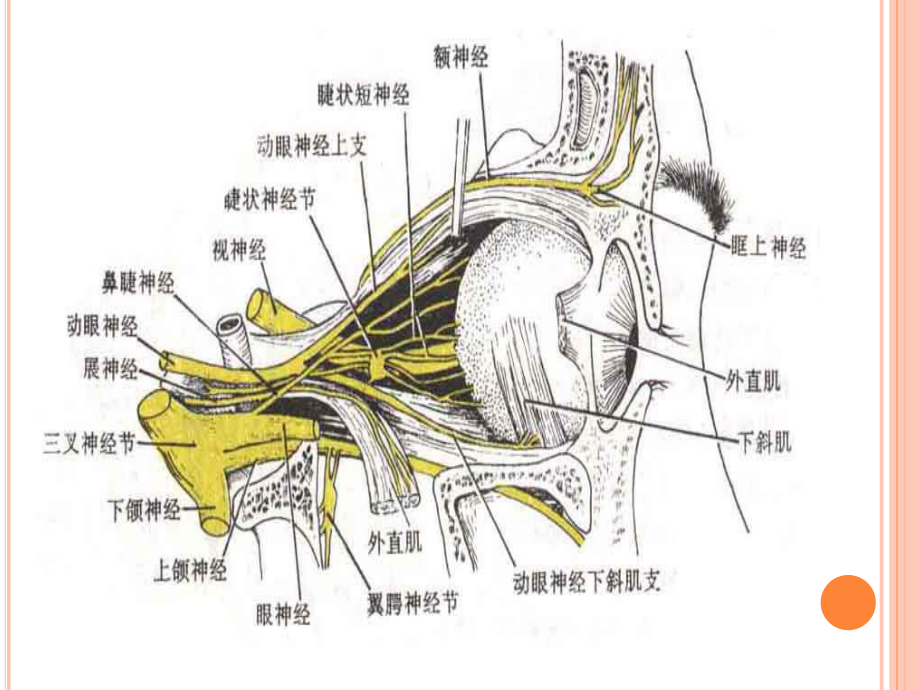 视神经病变.pptx_第3页