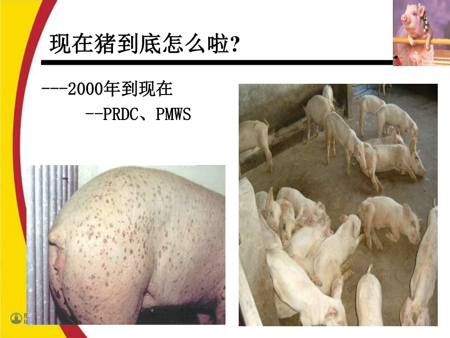 猪场蓝耳病控制现场案例分析勃林格.ppt_第3页