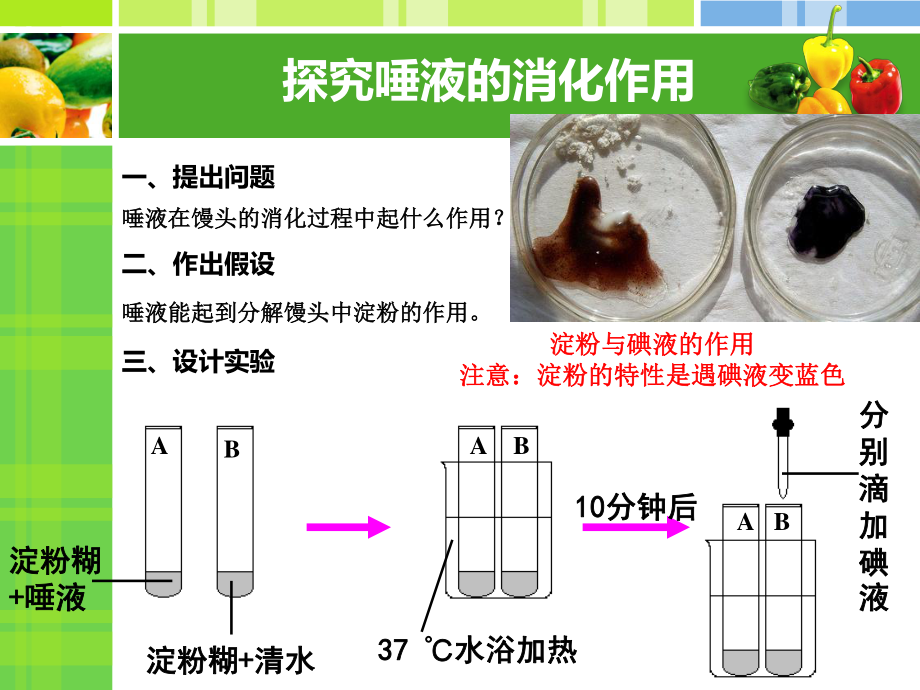 食物在口腔中消化2详解.ppt_第2页