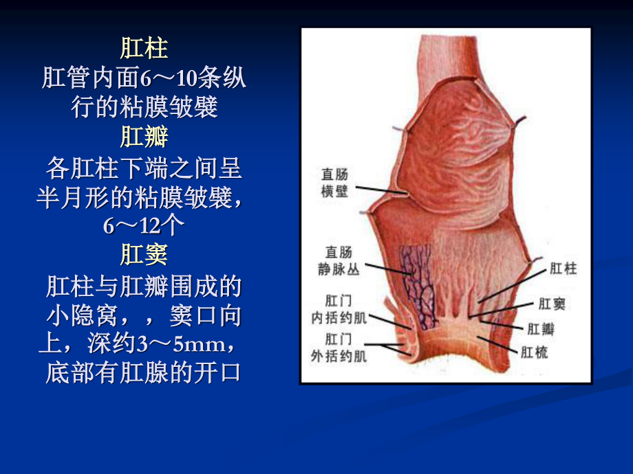 混合痔PPH与TST术试的比较.ppt_第3页