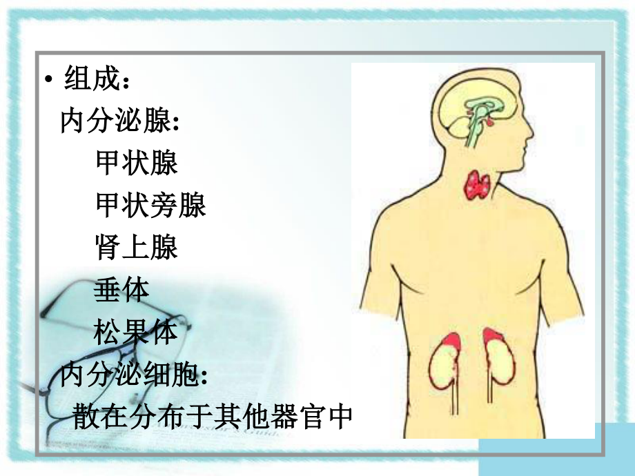 最终版本组织胚胎学13内分泌系统.pptx_第2页