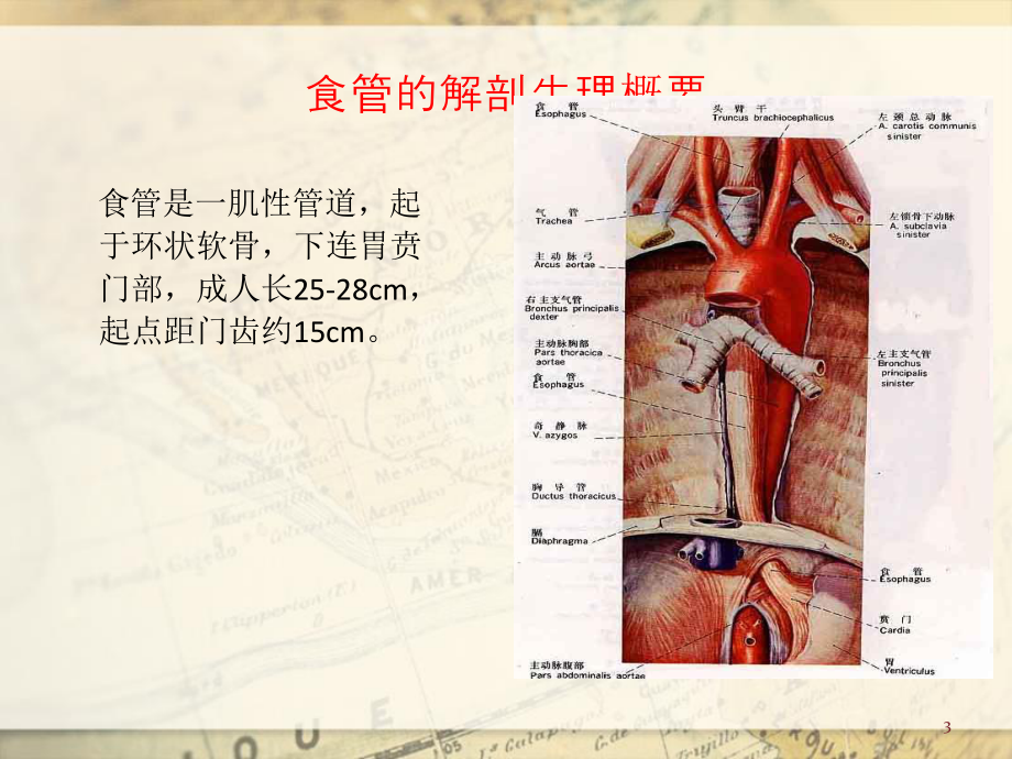 食管癌-20120927详解.ppt_第3页