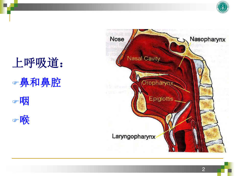 如何畅通呼吸道.ppt_第2页