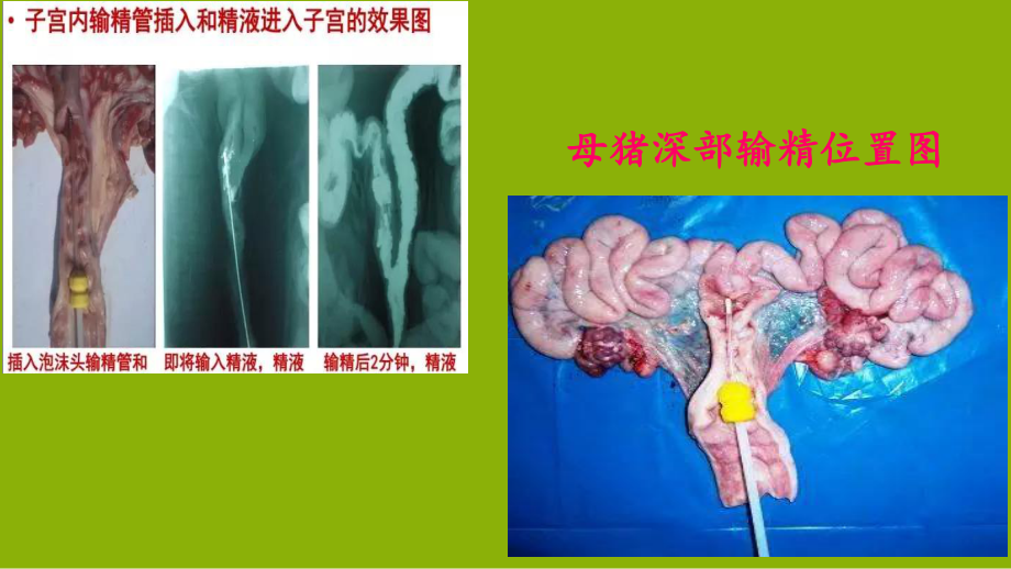 子宫深部输精new资料.ppt_第3页