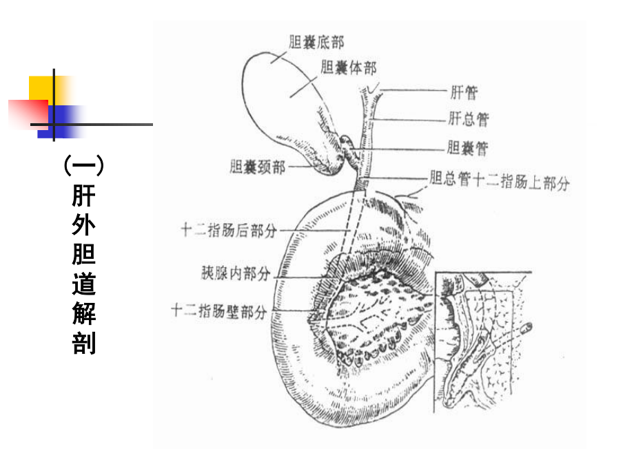 急性胆囊炎、胆囊结石.ppt_第3页