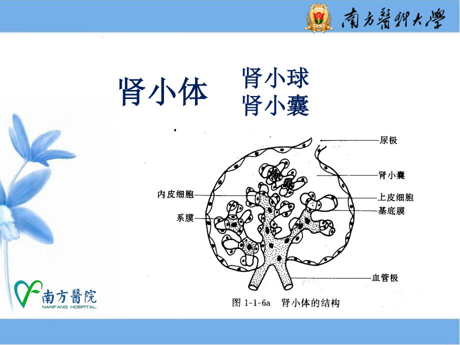 尿液一般检查1.ppt_第3页