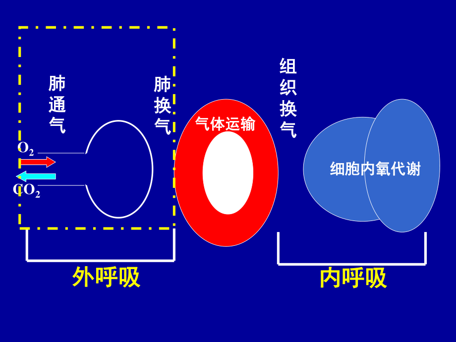 急性呼吸衰竭及抢救措施.ppt_第3页