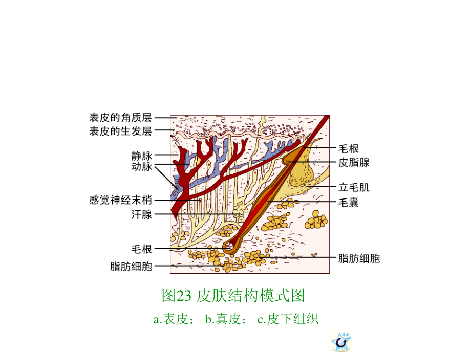 幼儿卫生学----皮肤.ppt_第3页