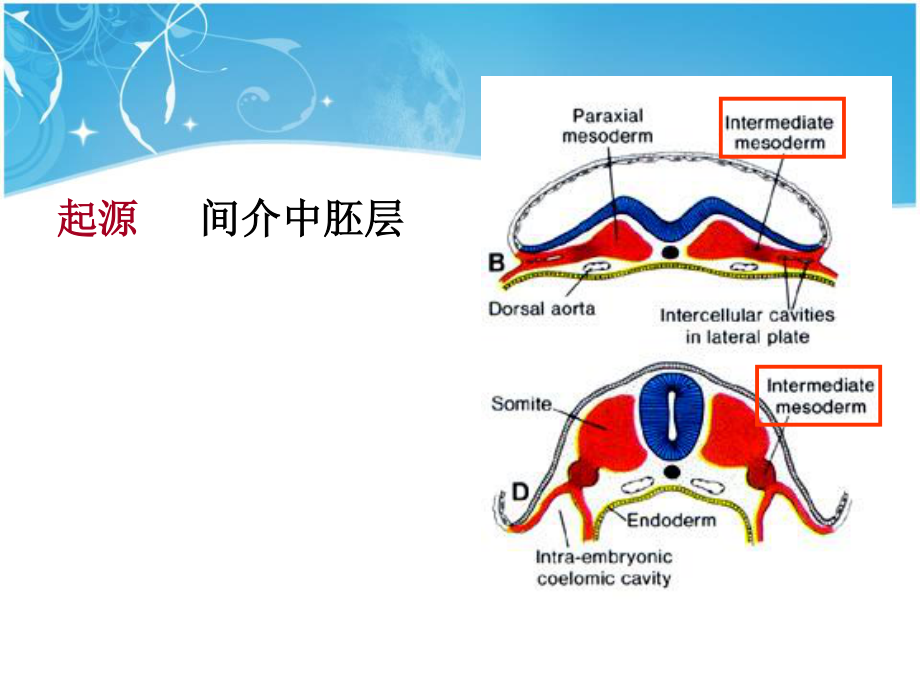 泌尿生殖发生.ppt_第2页