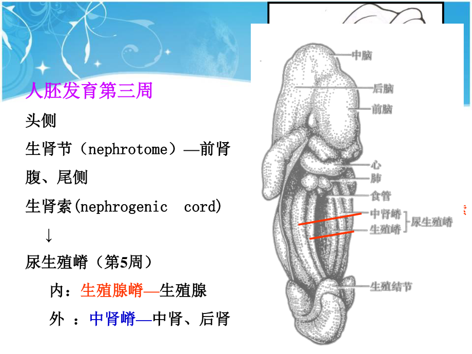 泌尿生殖发生.ppt_第3页