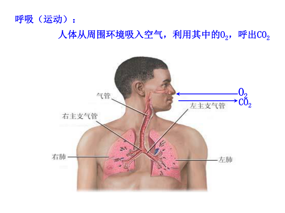 必修1、3-4、细胞呼吸..ppt_第3页