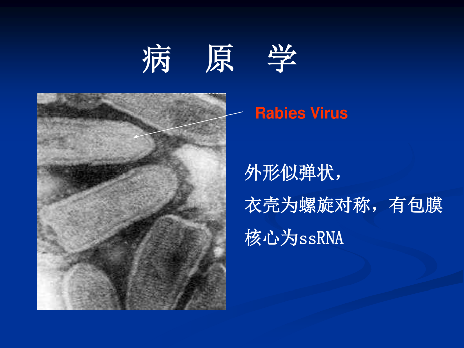 狂犬病防控.ppt_第3页