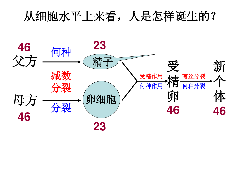 唐氏综合症是人类最常见的一种染色体病.ppt_第2页