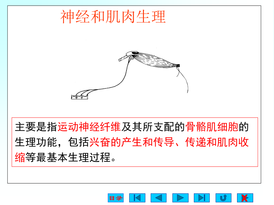 神经和肌肉-1模板.ppt_第2页