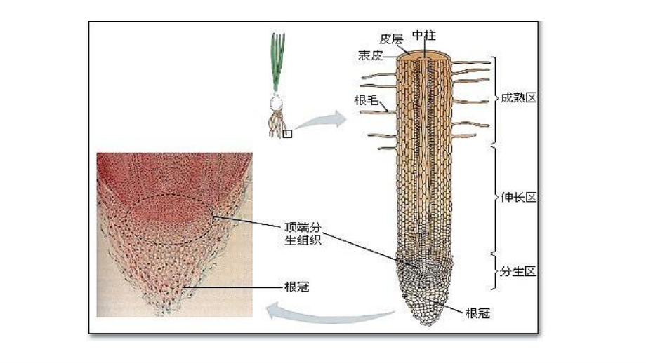 探究实践-观察根尖分生组织细胞的有丝分裂(2019年新教材人教版必修1第6章).pptx_第2页