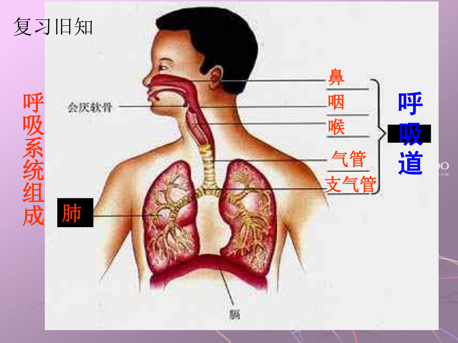 发生在肺内的气体交换(1).ppt_第2页