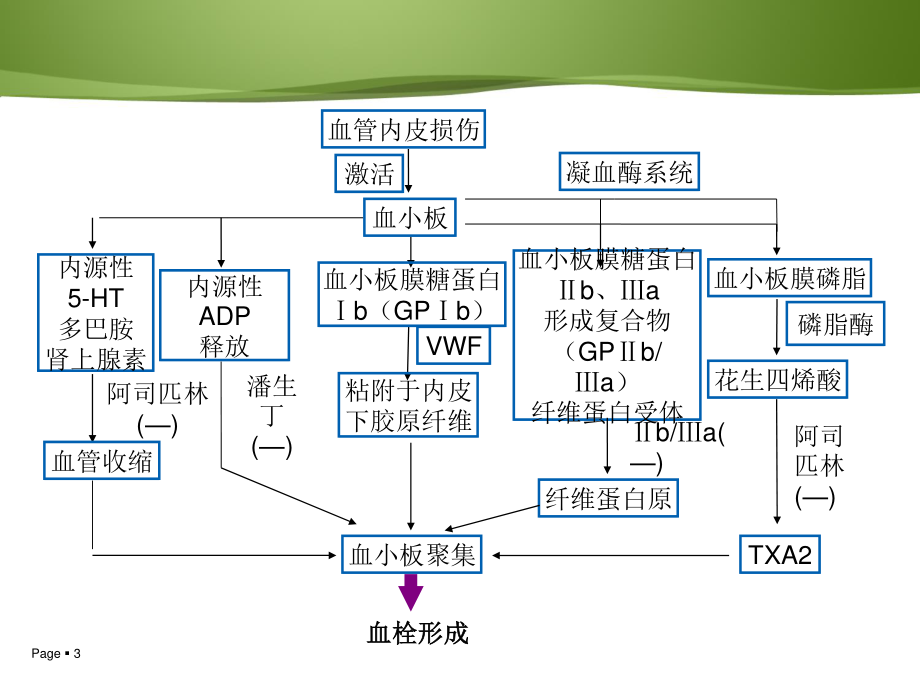 抗血小板聚集新进展(大型试验、指南汇总).ppt_第3页