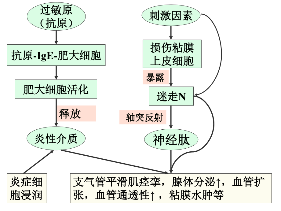 平哮喘药(北).ppt_第3页