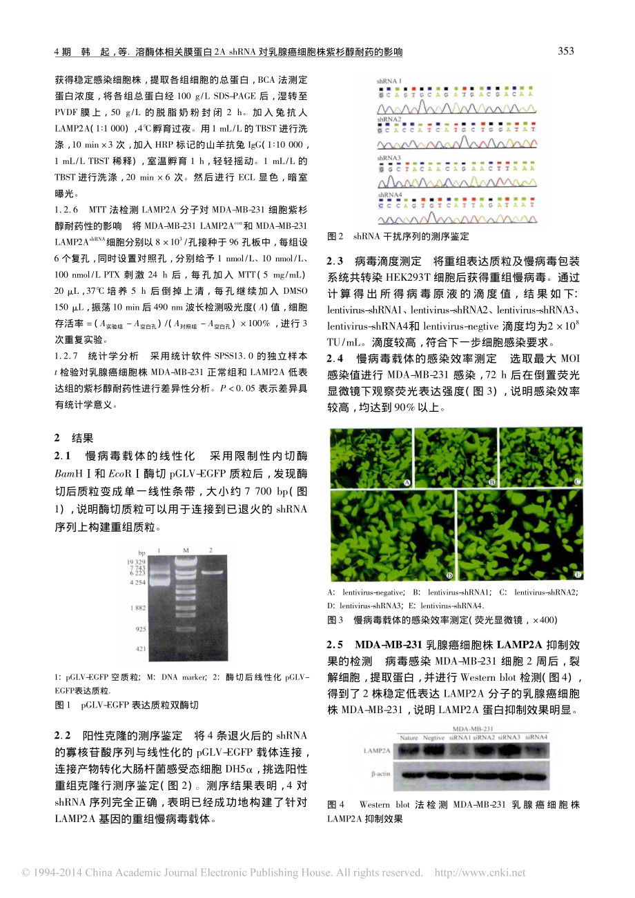 溶酶体相关膜蛋白2AshRNA对乳腺癌细胞株紫杉醇耐药的影响-韩起.pdf_第3页