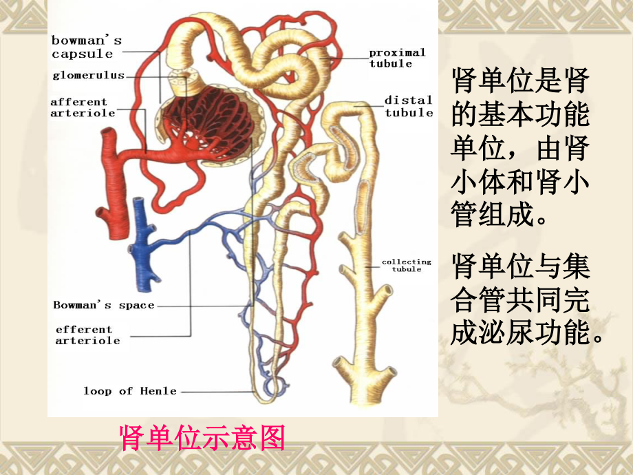 尿液蛋白质葡萄糖与酮体检测.ppt_第3页