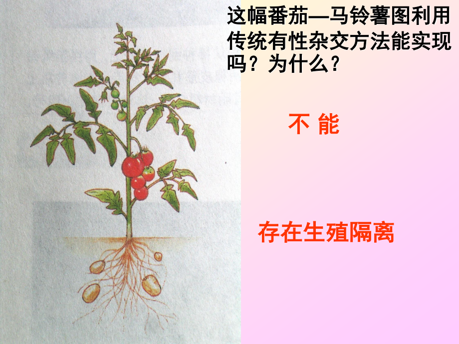 植物体细胞杂交好分析.ppt_第2页