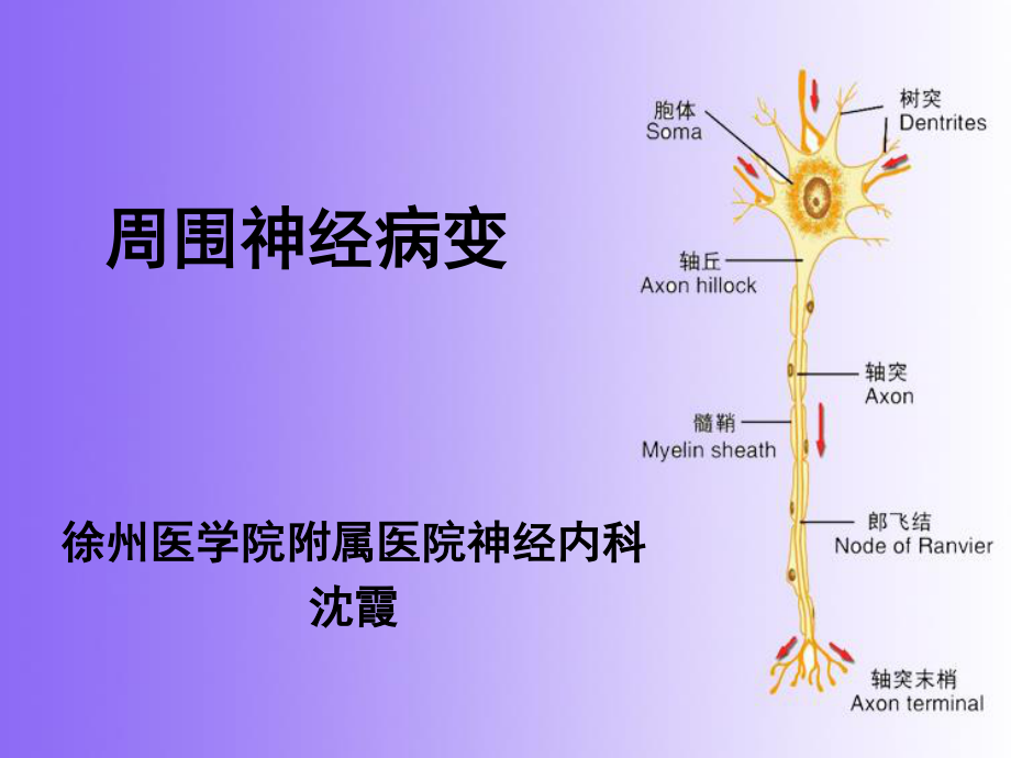 周围神经病变-sx(免费).ppt_第2页