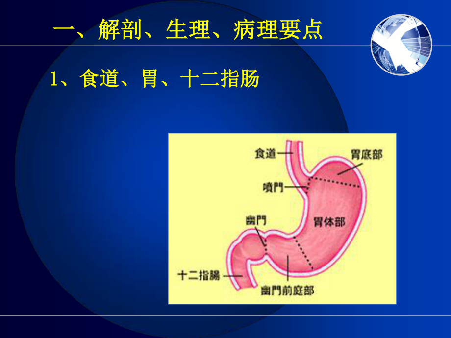 食道、胃、十二指肠.ppt_第3页